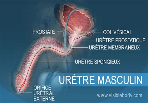 méat urinaire homme photo|Le meat urinaire : tout ce quil faut savoir et comment le trouver